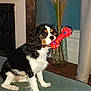 dog, puppy, toy, bone, cavalier_king_charles_spaniel, indoor, couch, vase, pampas_grass, fireplace, fur, pet, animal, black, white, brown, sitting, playful, cute, house