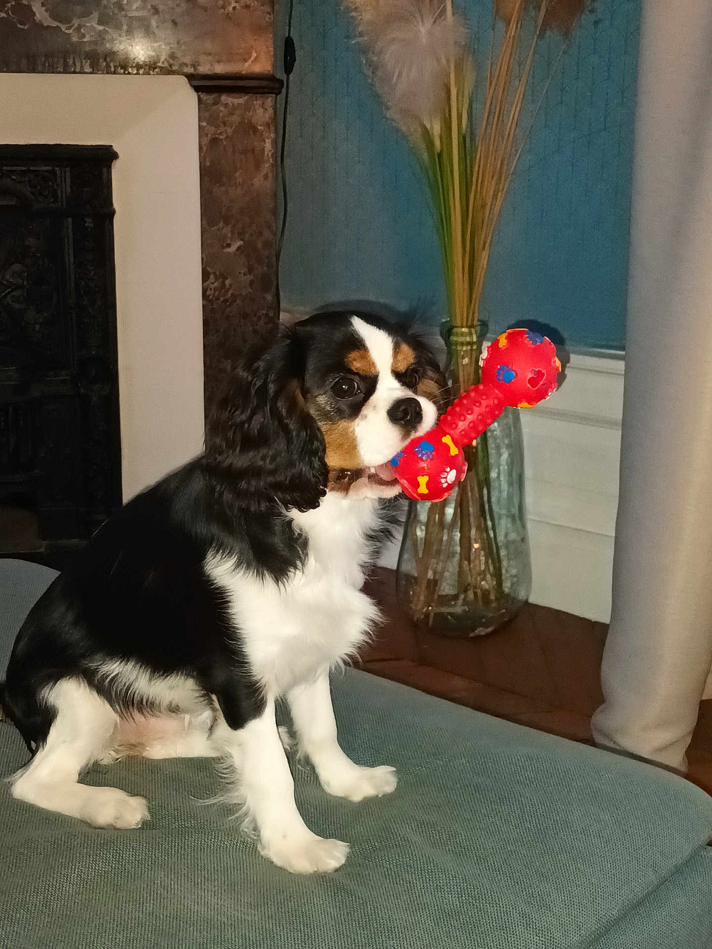 Vahina a rejoint le concours — aidez-le/la à gagner de superbes lots ! dog, puppy, toy, bone, cavalier_king_charles_spaniel, indoor, couch, vase, pampas_grass, fireplace, fur, pet, animal, black, white, brown, sitting, playful, cute, house