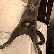 Lion joined the competition — help win amazing prizes! animal, bed, cat, cozy, cute, domestic_animal, feline, funny_pose, furniture, gray_cat, indoor, looking_at_camera, paw, pet, pillow, relaxed, resting, sleeping_area, tail, tongue_out
