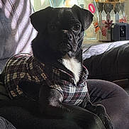 Zero is registered to the contest to win money with this photo: dog, black_dog, plaid_sweater, couch, indoor, pet, animal, relaxing, natural_light, window_light, home_decor, flower_pot, framed_photo, fur, sitting, looking_at_camera, companion, cute, small_dog, cozy