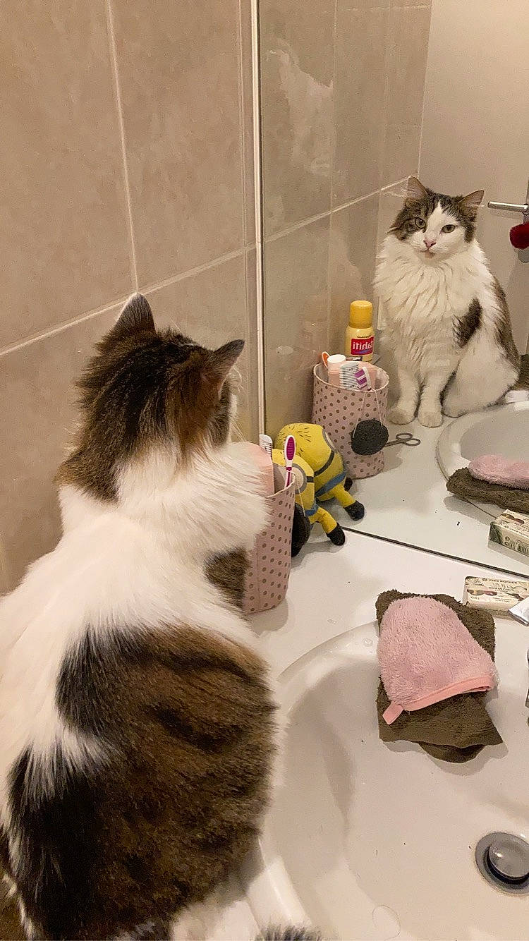 Poopy participe au concours pour gagner de l'argent avec cette photo : cardboard, carnivore, cat, comfort, domestic_short_haired_cat, felidae, flooring, fur, household_supply, linens, paw, pet_supply, room, small_to_medium_sized_cats, stuffed_toy, tail, toy, vertebrate, whiskers