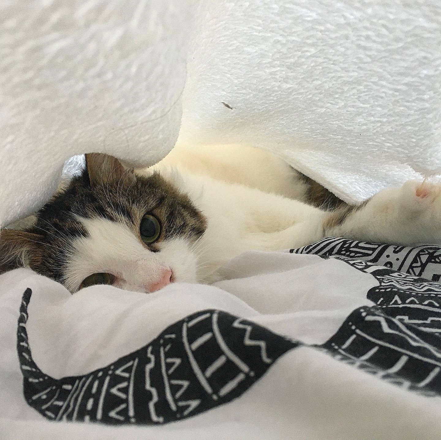 Poopy a rejoint le concours — aidez-le/la à gagner de superbes lots ! bedding, carnivore, cat, claw, comfort, domestic_short_haired_cat, eye, felidae, foot, fur, linens, nap, pattern, paw, sleep, small_to_medium_sized_cats, snout, tail, terrestrial_animal, whiskers