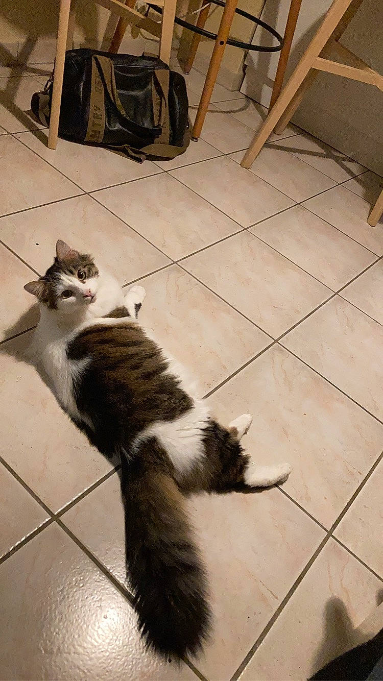 Poopy participe au concours pour gagner de l'argent avec cette photo : black, carnivore, cat, domestic_short_haired_cat, felidae, floor, flooring, fur, hardwood, paw, shadow, sitting, small_to_medium_sized_cats, snout, tail, terrestrial_animal, whiskers, window, wood, wood_flooring