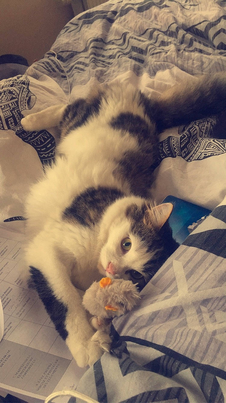 Poopy participe au concours pour gagner de l'argent avec cette photo : bedding, carnivore, cat, cloud, comfort, domestic_short_haired_cat, felidae, fur, grey, linens, meteorological_phenomenon, nap, pattern, paw, sky, sleep, small_to_medium_sized_cats, tail, textile, whiskers