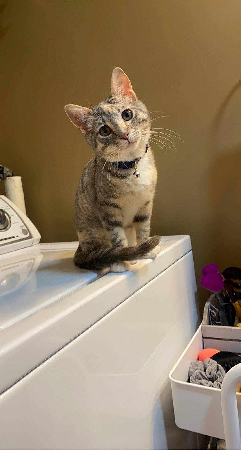 Stella joined the competition — help win amazing prizes! carnivore, cat, cat_supply, devon_rex, domestic_short_haired_cat, fawn, felidae, pet_supply, room, small_to_medium_sized_cats, tail, terrestrial_animal, whiskers, white