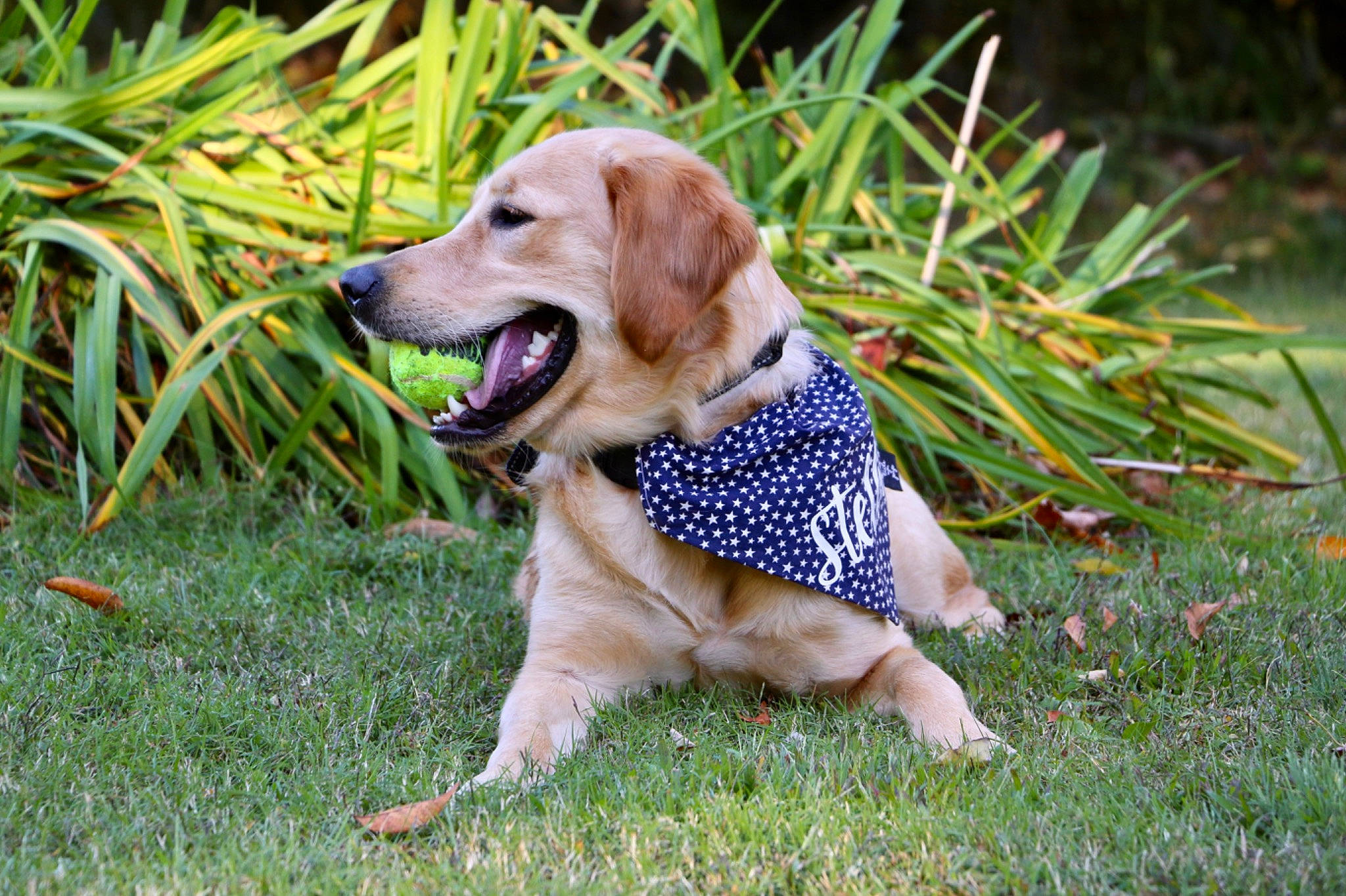 Stella joined the competition — help win amazing prizes! canidae, carnivore, collar, companion_dog, dog, dog_breed, dog_collar, dog_supply, fawn, grass, gun_dog, lawn, plant, poales, retriever, snout, sporting_group, tail, terrestrial_animal, tree