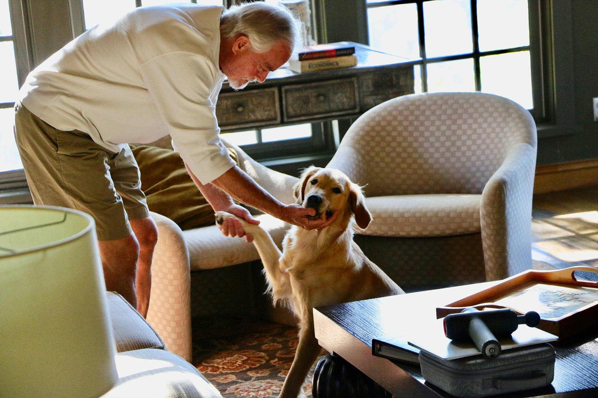 Stella joined the competition — help win amazing prizes! armrest, carnivore, chair, comfort, companion_dog, dog, dog_breed, eyewear, fawn, flooring, furniture, hardwood, leisure, mammal, outdoor_furniture, sitting, sporting_group, table, window, window_blind