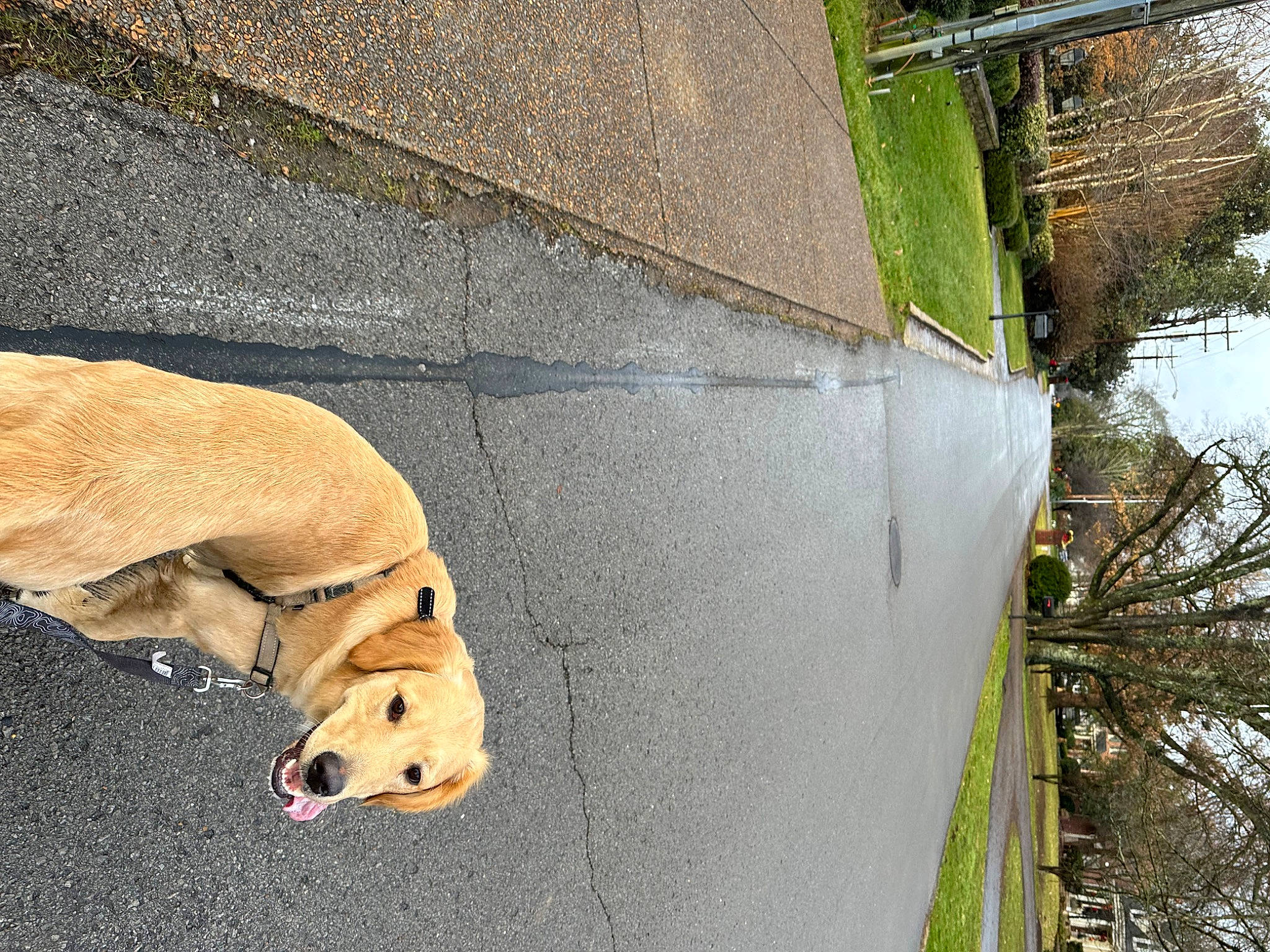 Stella joined the competition — help win amazing prizes! carnivore, collar, companion_dog, dog, dog_breed, dog_collar, dog_supply, fawn, grass, leash, pet_supply, plant, road_surface, sky, snout, sporting_group, tail, tree, wood, working_animal