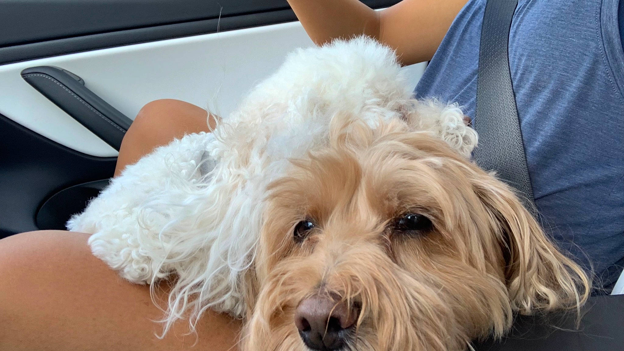 Honey joined the competition — help win amazing prizes! canidae, carnivore, cockapoo, companion_dog, dog, dog_breed, dog_collar, fur, labradoodle, maltepoo, puppy_love, sapsali, shih_poo, small_terrier, snout, sporting_group, terrier, toy_dog, working_animal, yorkipoo