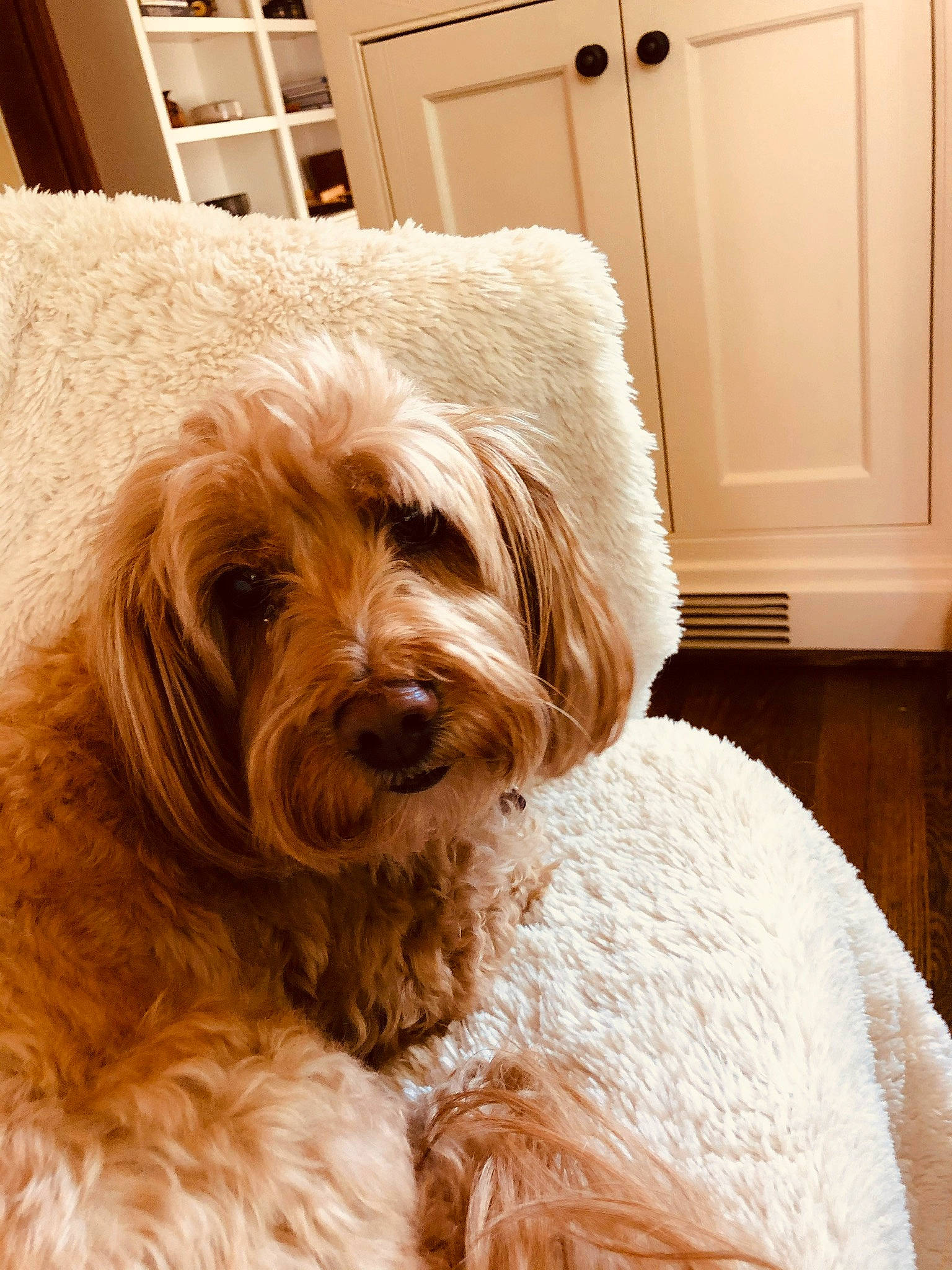 Honey joined the competition — help win amazing prizes! cabinetry, canidae, carnivore, chair, clock, comfort, companion_dog, dog, dog_breed, door, fur, hardwood, liver, room, snout, sporting_group, terrier, toy_dog, wood, working_animal