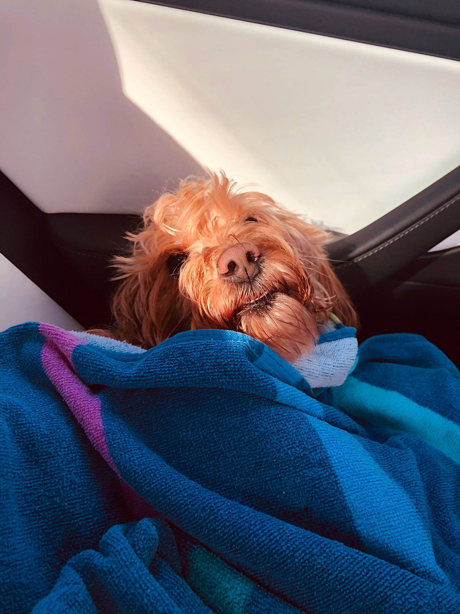 Honey is registered to the contest to win money with this photo: bedding, canidae, carnivore, comfort, companion_dog, dog, dog_breed, electric_blue, facial_hair, fur, linens, nap, room, sitting, sleep, sporting_group, tints_and_shades, toy, toy_dog, whiskers