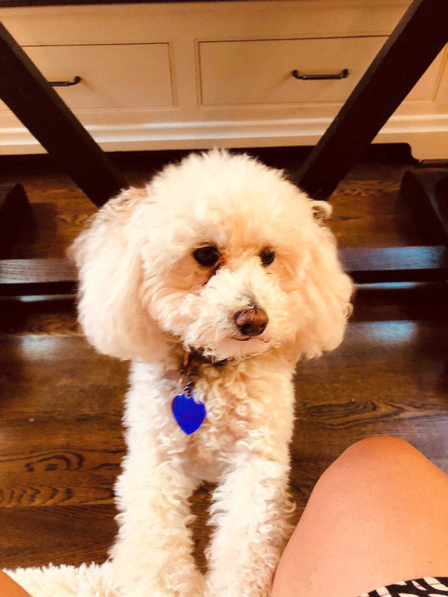 Bell is registered to the contest to win money with this photo: bichon, canidae, carnivore, chair, companion_dog, dog, dog_breed, fur, labradoodle, maltepoo, pet_supply, poodle, poodle_crossbreed, puppy, snout, sporting_group, terrier, toy_dog, water_dog, working_animal