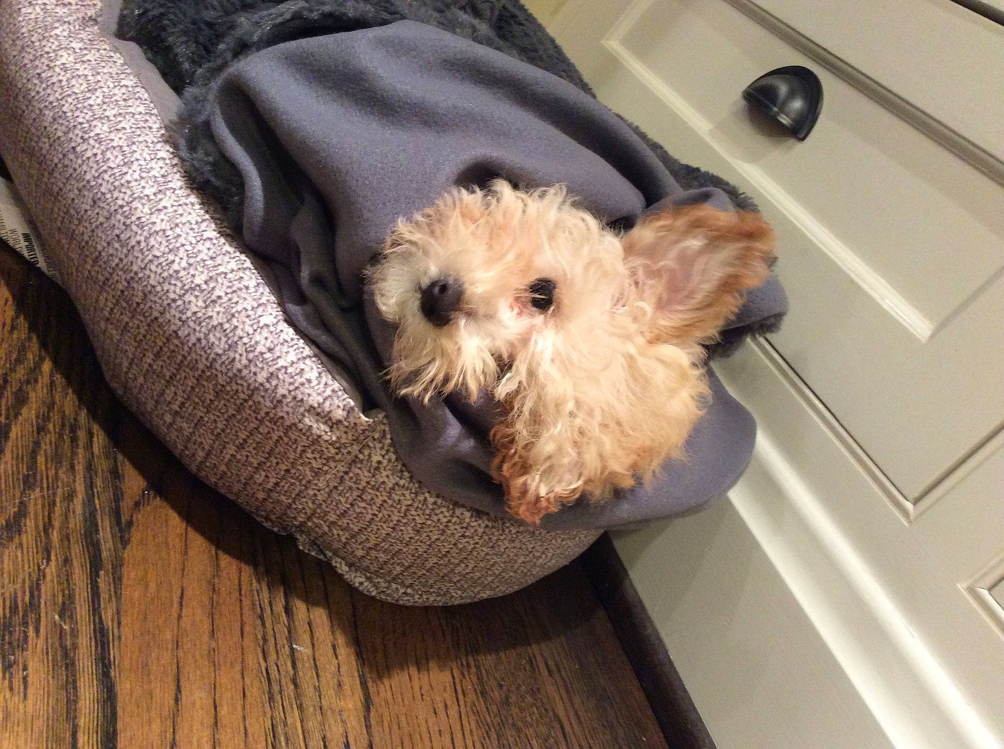 Bell is registered to the contest to win money with this photo: carnivore, comfort, companion_dog, dog, dog_breed, dog_supply, fawn, flooring, fur, hardwood, kitchen_appliance, shih_poo, small_terrier, sporting_group, terrier, toy, toy_dog, wood, wood_stain, working_animal