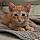 Mimiaou
