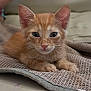 animal, blanket, cat, couch, curious, cute, domestic, ears, eyes, feline, fur, indoor, kitten, lying_down, orange_tabby, pet, portrait, soft, whiskers, young