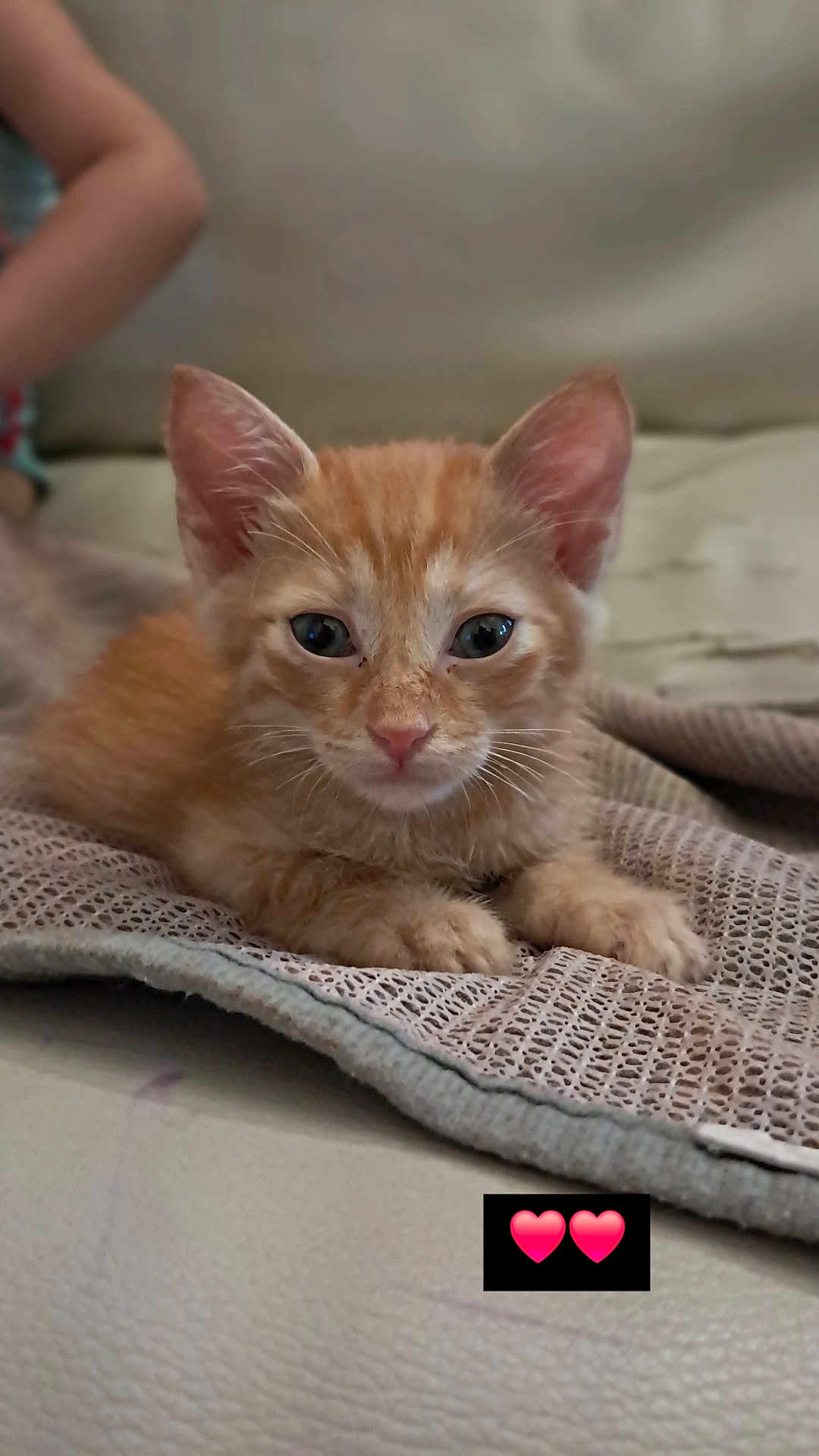 Mimiaou