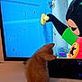 animal, animated_character, back_view, colorful, curious, cute, domestic_cat, feline, furry, indoor, kitten, orange_cat, pet, screen, sitting, small, television, tv_screen, watching, young_cat