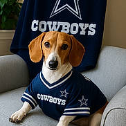 Flash is registered to the contest to win money with this photo: dog, beagle, pet, jersey, cowboys, team_shirt, sports_fan, star_logo, armchair, couch, indoor, plant, portrait, brown_ears, paws, black_nose, eyes, fabric, fan_merch, sitting