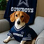 dog, beagle, pet, jersey, cowboys, team_shirt, sports_fan, star_logo, armchair, couch, indoor, plant, portrait, brown_ears, paws, black_nose, eyes, fabric, fan_merch, sitting