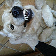 Marley participe au concours pour gagner de l'argent avec cette photo : canidae, carnivore, companion_dog, dog, dog_breed, ear, fawn, fur, non_sporting_group, pug, puppy, sporting_group, toy_dog