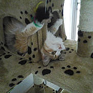 Iris participe au concours pour gagner de l'argent avec cette photo : canidae, carnivore, cat, dalmatian, felidae, non_sporting_group, small_to_medium_sized_cats, whiskers