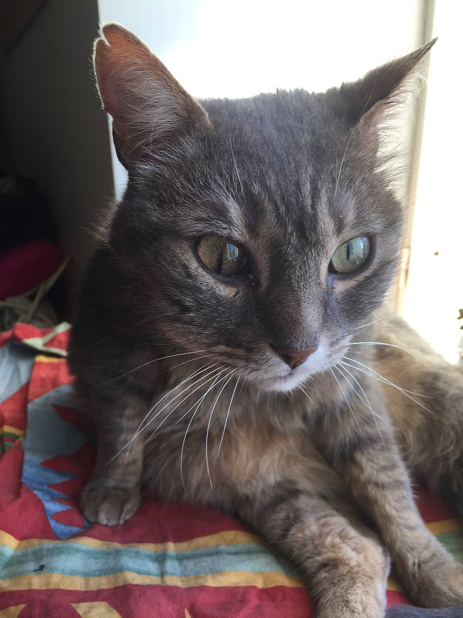 Filou participe au concours pour gagner de l'argent avec cette photo : carnivore, cat, cat_furniture, cat_supply, claw, comfort, domestic_short_haired_cat, felidae, fur, grey, paw, sitting, small_to_medium_sized_cats, snout, tail, terrestrial_animal, whiskers, window