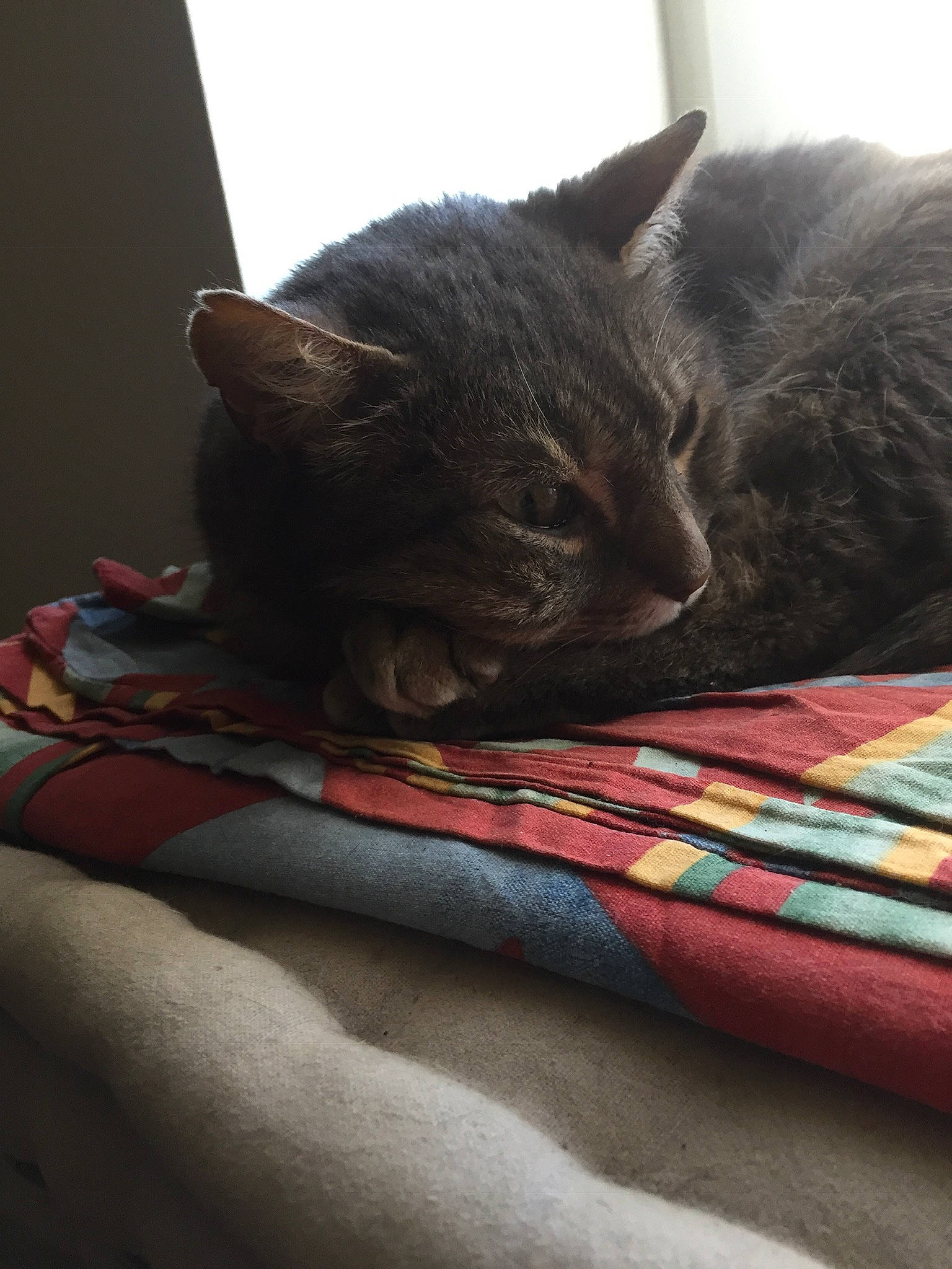 Filou a rejoint le concours — aidez-le/la à gagner de superbes lots ! bed, bedding, black_cat, carnivore, cat, comfort, domestic_short_haired_cat, felidae, fur, grey, linens, nap, room, sleep, small_to_medium_sized_cats, snout, tail, textile, whiskers, wood