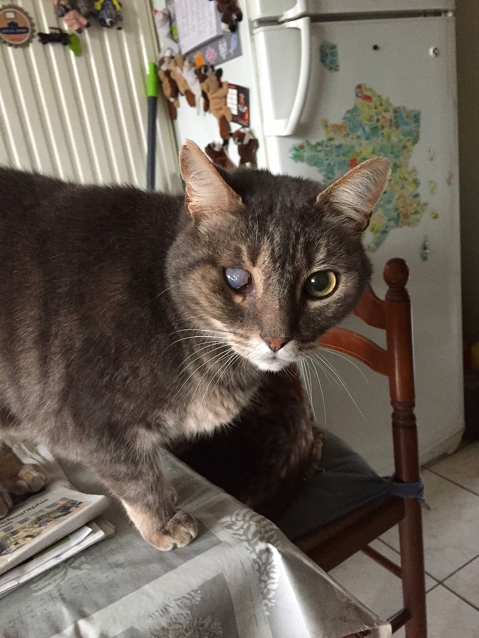 Filou a rejoint le concours — aidez-le/la à gagner de superbes lots ! carnivore, cat, cat_furniture, cat_supply, chair, claw, collar, comfort, domestic_short_haired_cat, fawn, felidae, fur, pet_supply, small_to_medium_sized_cats, snout, tail, whiskers, window