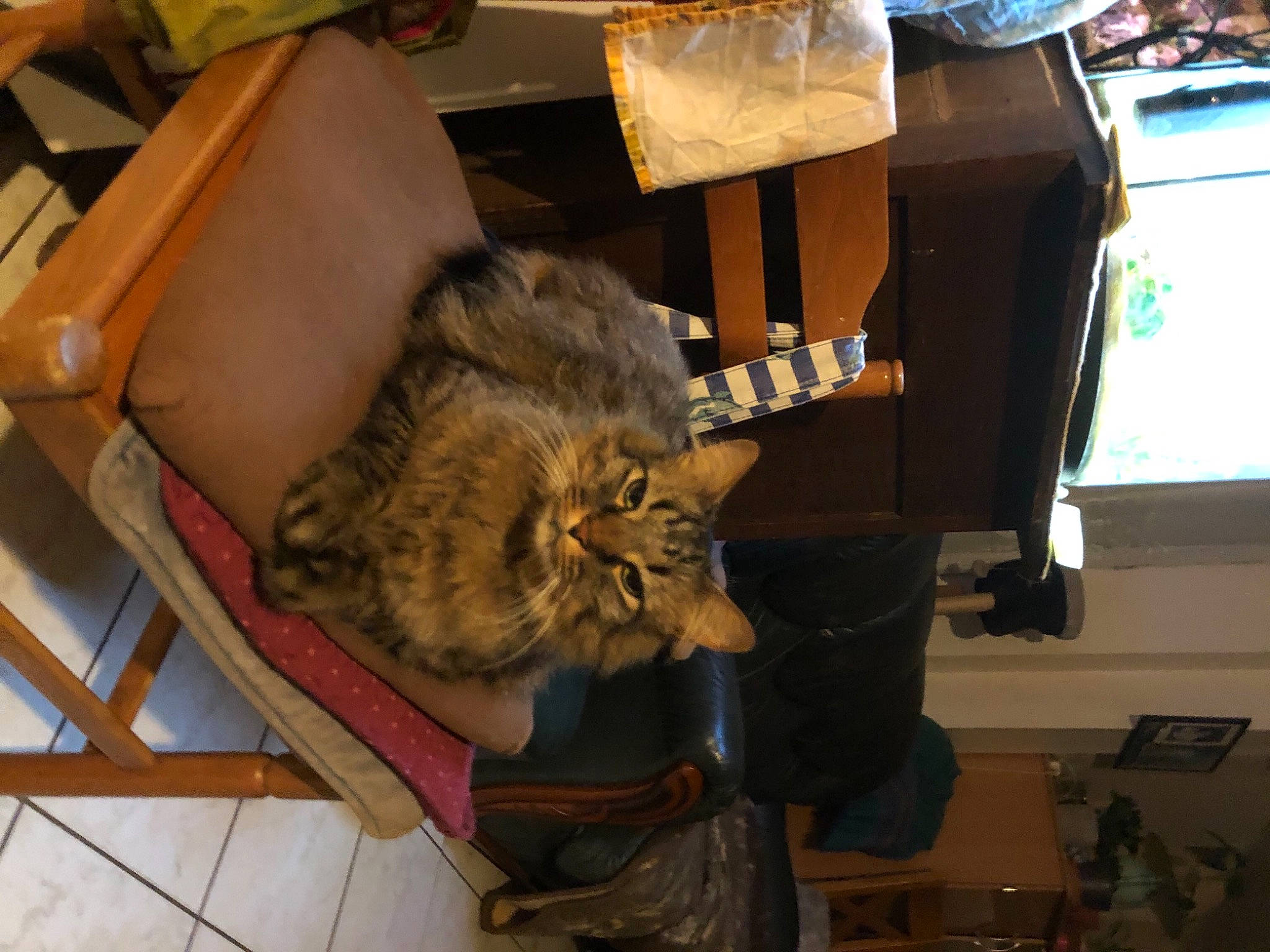 Ninja participe au concours pour gagner de l'argent avec cette photo : bag, baggage, box, cardboard, carnivore, cat, comfort, domestic_short_haired_cat, felidae, flooring, fur, hardwood, lap, luggage_and_bags, room, shipping_box, small_to_medium_sized_cats, tail, whiskers, wood