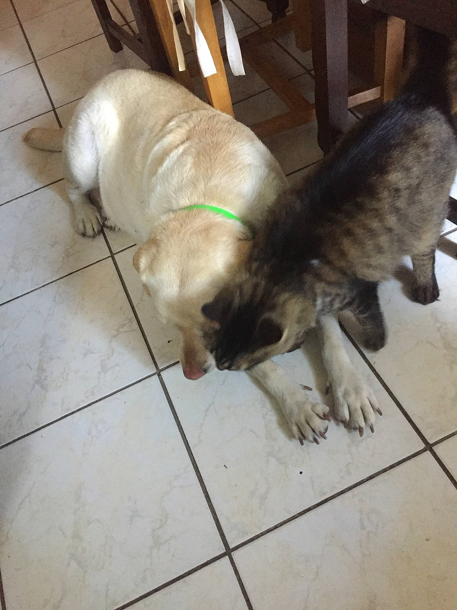 Ninja participe au concours pour gagner de l'argent avec cette photo : carnivore, claw, companion_dog, dog, dog_breed, fawn, felidae, floor, flooring, fur, hardwood, paw, small_to_medium_sized_cats, snout, sporting_group, tail, tile_flooring, whiskers, wood, working_animal