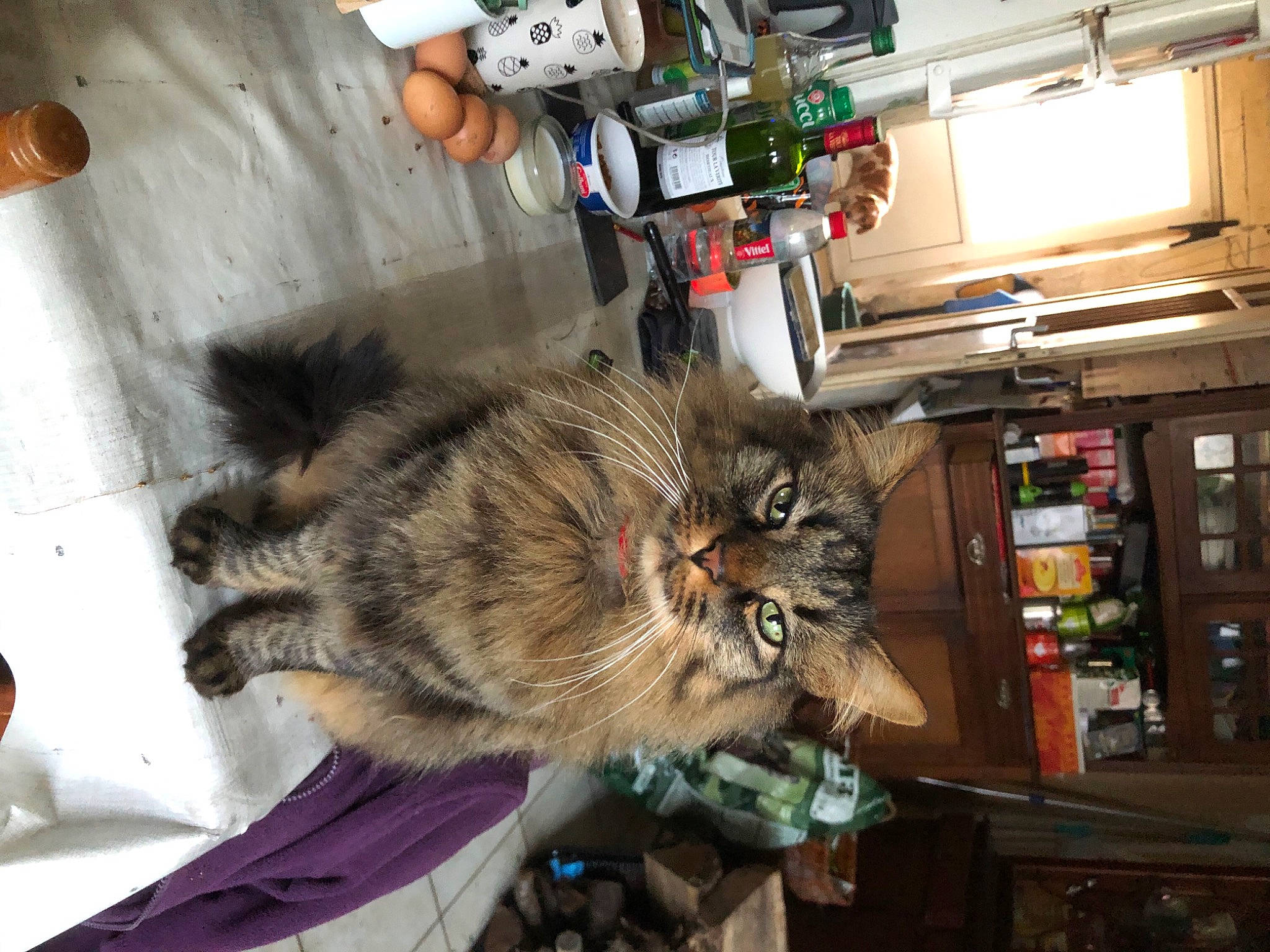 Ninja participe au concours pour gagner de l'argent avec cette photo : canidae, carnivore, cat, claw, companion_dog, domestic_short_haired_cat, fawn, felidae, fur, machine, maine_coon, paw, shelf, small_to_medium_sized_cats, tail, whiskers