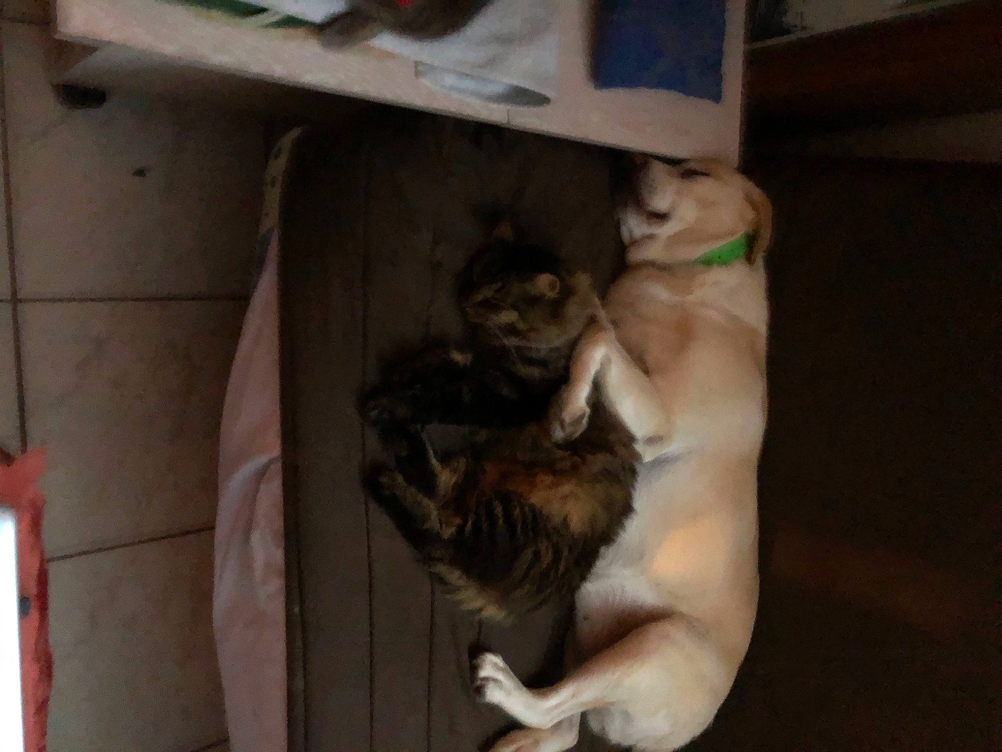 Ninja a rejoint le concours — aidez-le/la à gagner de superbes lots ! box, canidae, carnivore, cat, comfort, companion_dog, dog_breed, domestic_short_haired_cat, fawn, felidae, fur, hardwood, paw, room, small_to_medium_sized_cats, sporting_group, tail, thigh, whiskers, wood