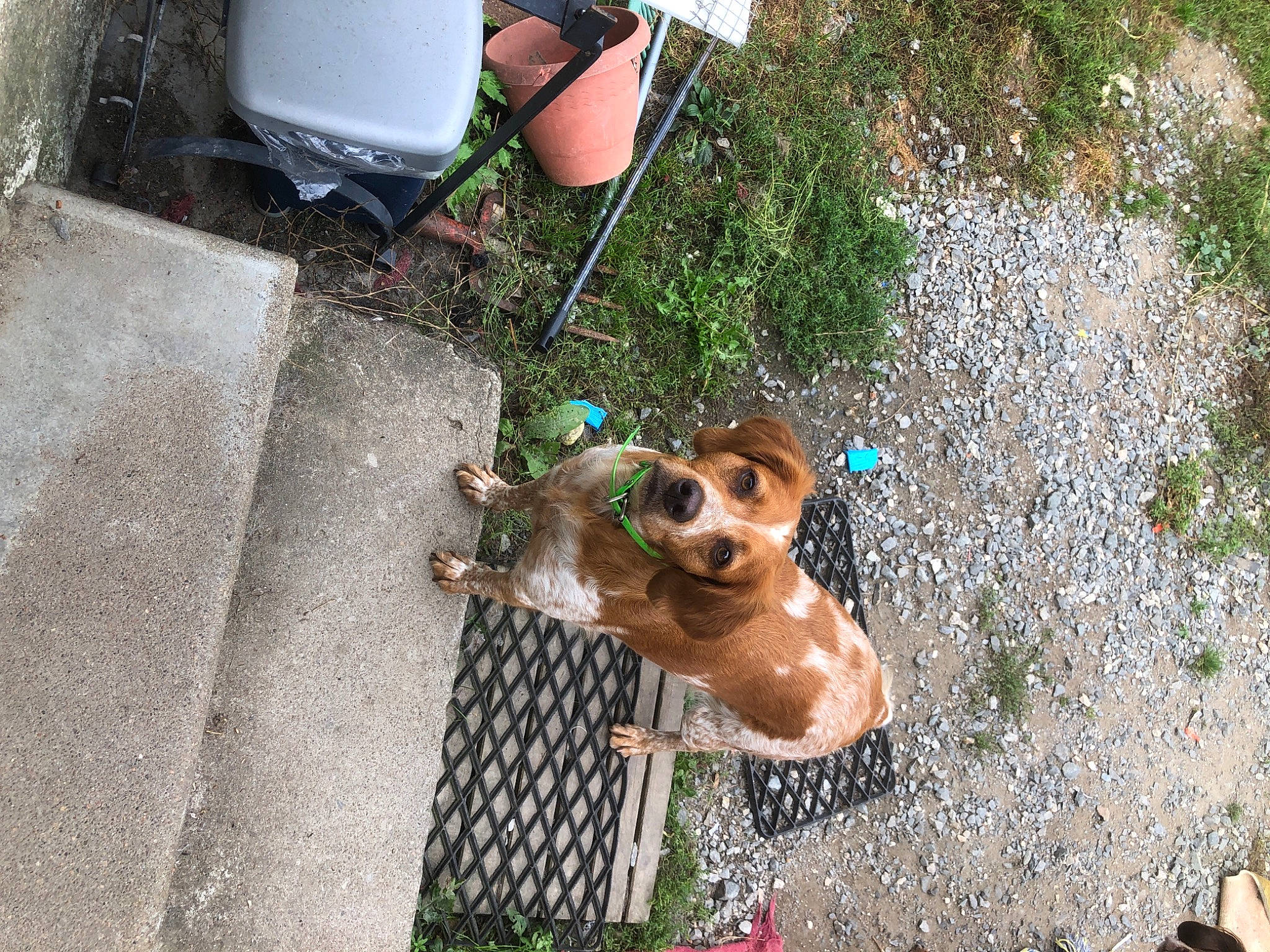 Opale a rejoint le concours — aidez-le/la à gagner de superbes lots ! carnivore, collar, companion_dog, dog, dog_breed, dog_collar, dog_supply, eyewear, fawn, goggles, grass, leash, plant, road_surface, snapshot, snout, sunglasses, toy_dog, vision_care, working_animal