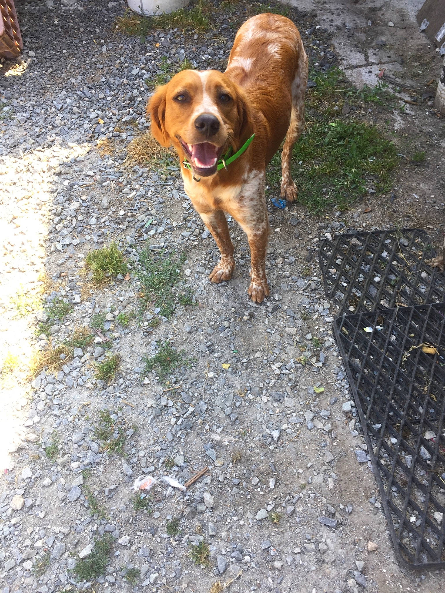 Opale a rejoint le concours — aidez-le/la à gagner de superbes lots ! canidae, carnivore, dog, dog_breed, english_coonhound, fawn, hound, hunting_dog, mammal, rare_breed_dog, sporting_group, vertebrate