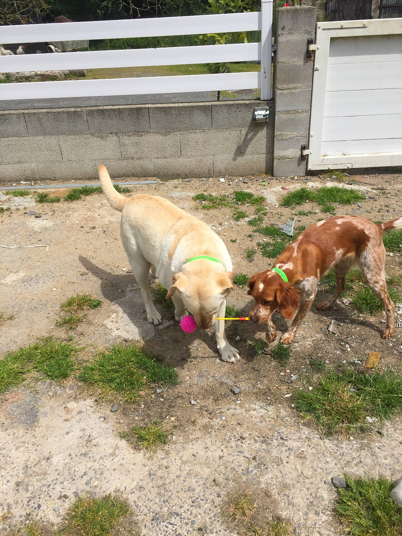 Opale a rejoint le concours — aidez-le/la à gagner de superbes lots ! american_pit_bull_terrier, backyard, canidae, carnivore, dog, dog_breed, fawn, labrador_retriever, mammal, pit_bull, sporting_group, tail, working_dog