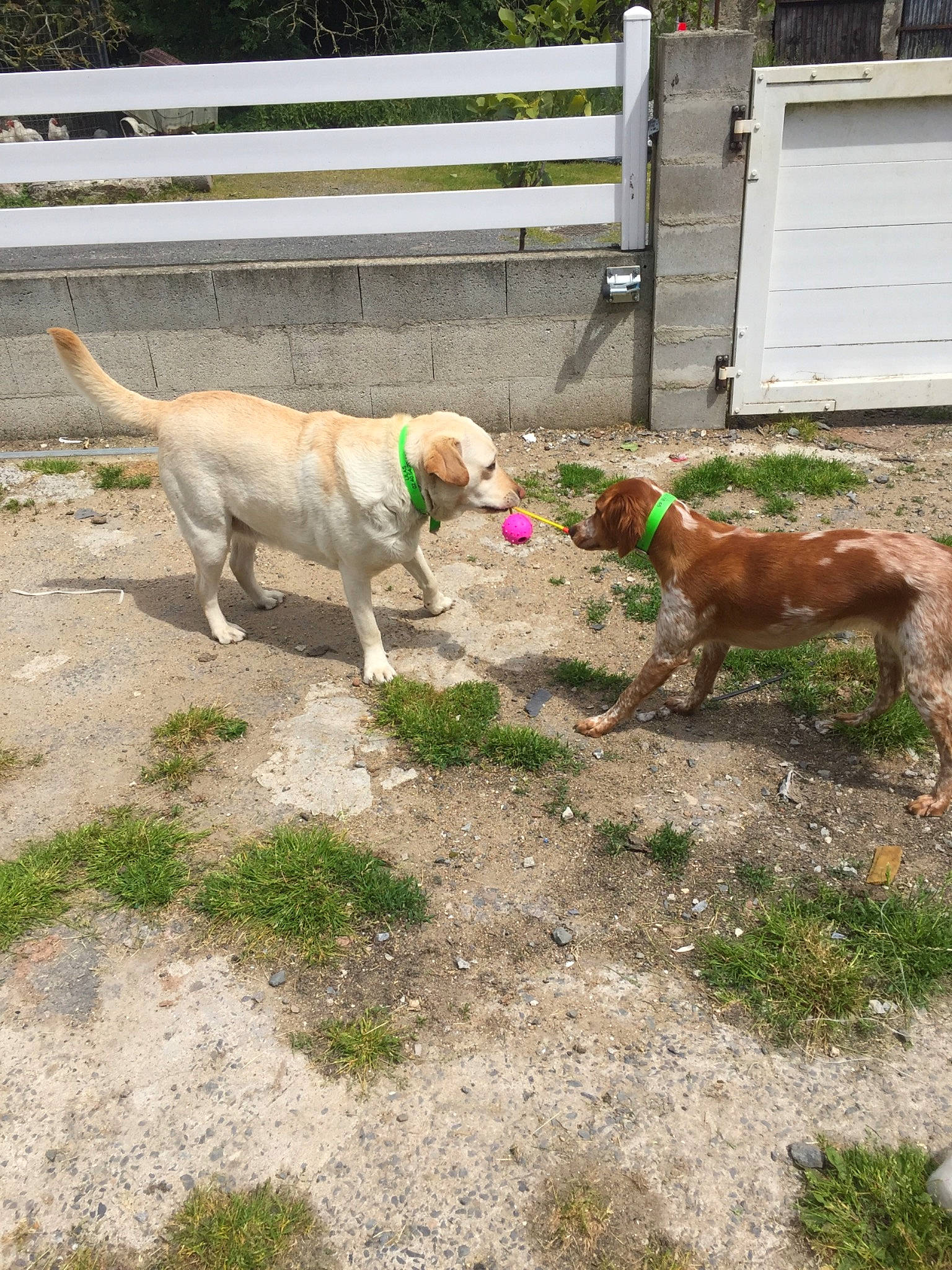 Opale a rejoint le concours — aidez-le/la à gagner de superbes lots ! backyard, canidae, carnivore, dog, dog_breed, fawn, goat, goats, mammal, play, retriever, sporting_group, tail, tree, vertebrate, weimaraner, yard