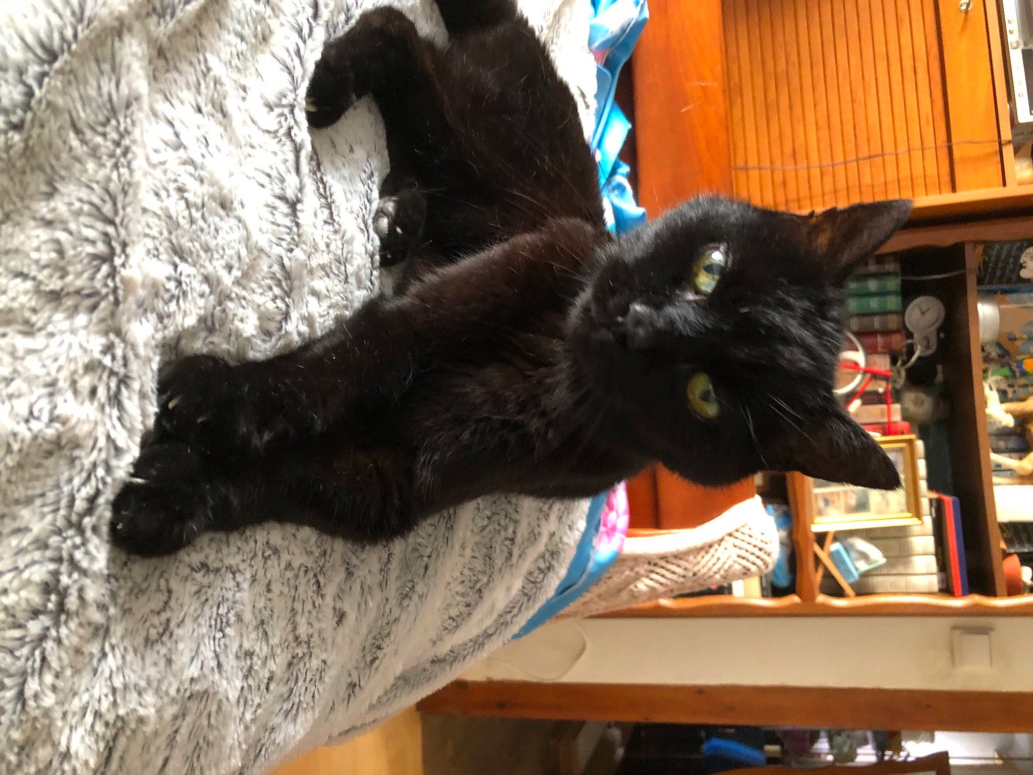 Scar participe au concours pour gagner de l'argent avec cette photo : black_cat, bombay, carnivore, cat, claw, domestic_short_haired_cat, felidae, fur, gesture, plant, small_to_medium_sized_cats, snout, tail, terrestrial_animal, whiskers