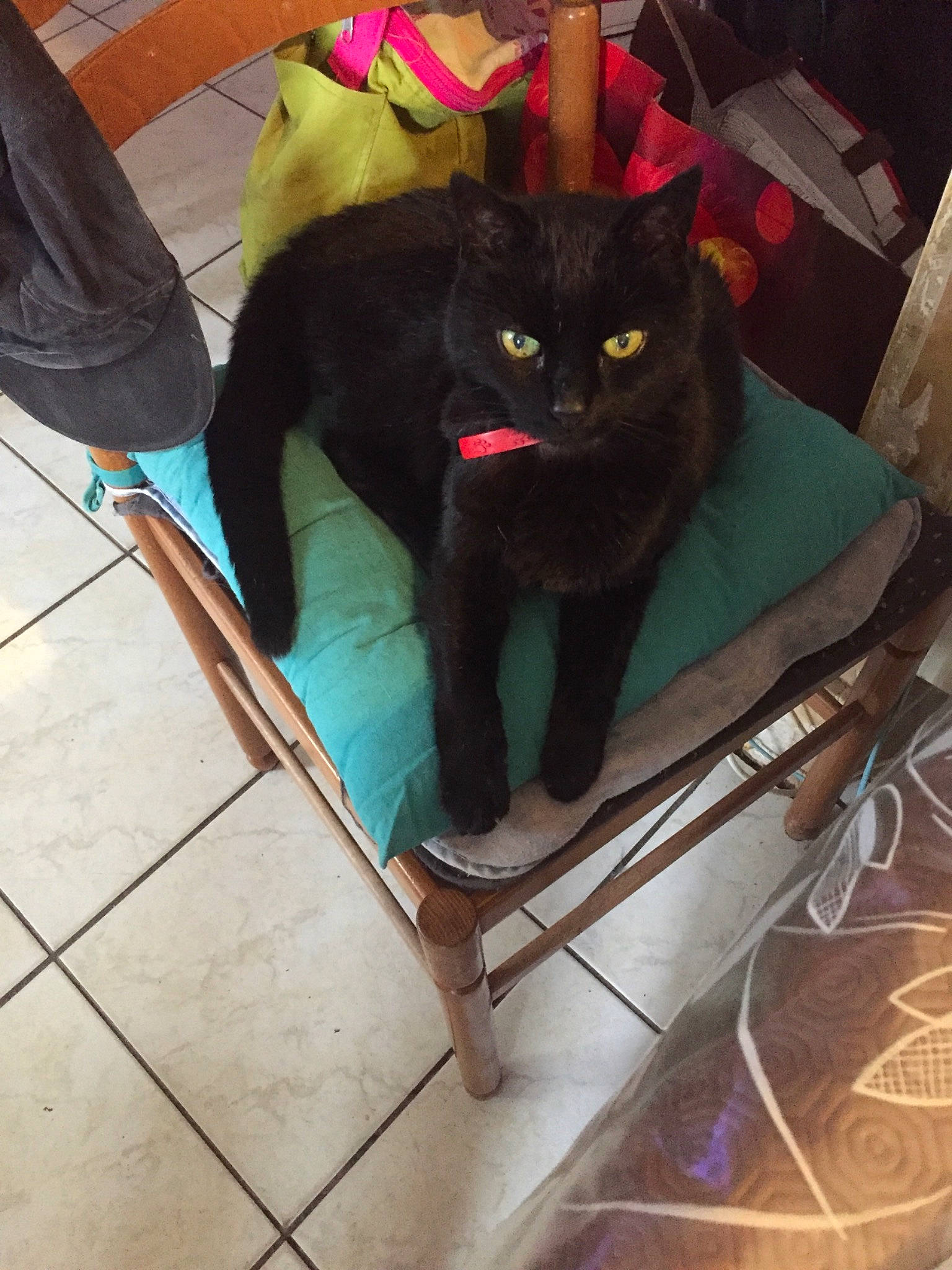 Scar a rejoint le concours — aidez-le/la à gagner de superbes lots ! black_cat, bombay, british_shorthair, carnivore, cat, chartreux, domestic_short_haired_cat, felidae, fur, korat, leg, russian_blue, small_to_medium_sized_cats, table, tail, whiskers