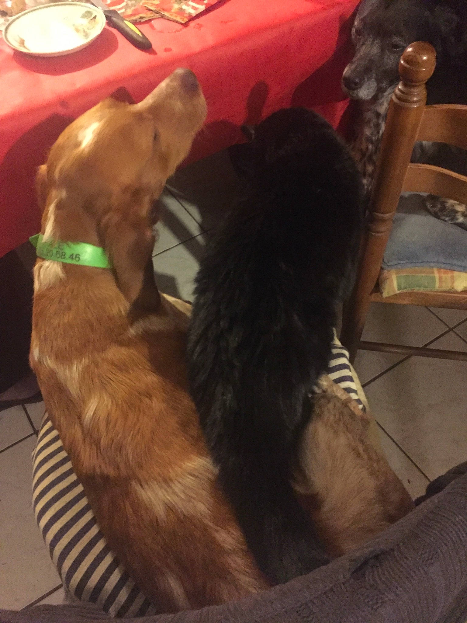 Scar a rejoint le concours — aidez-le/la à gagner de superbes lots ! canidae, carnivore, dog_breed, fawn, fur, irish_setter, setter, sporting_group, tail