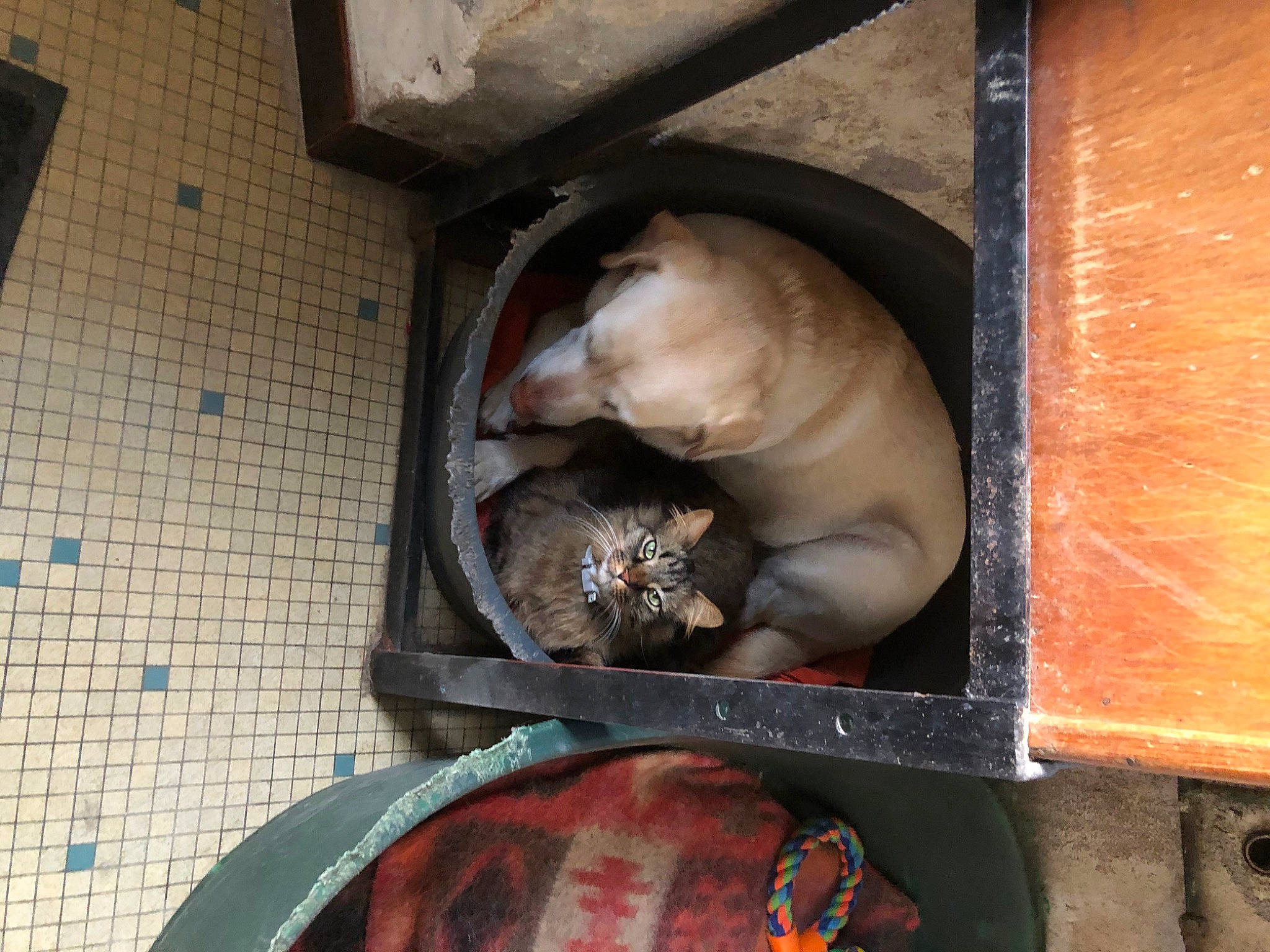 Lilas a rejoint le concours — aidez-le/la à gagner de superbes lots ! animal_shelter, carnivore, fawn, gas, hat, machine, metal, snout, still_life, terrestrial_animal, wood