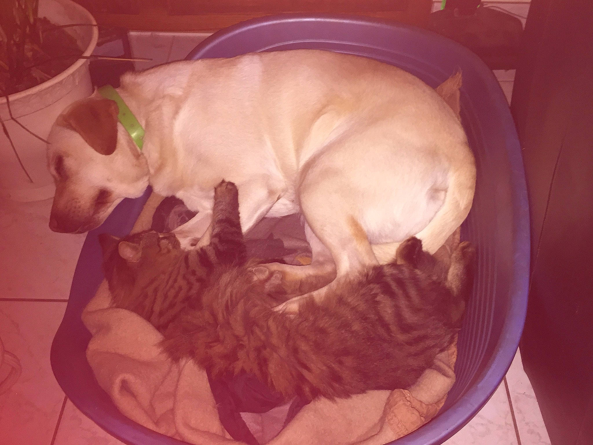 Lilas participe au concours pour gagner de l'argent avec cette photo : american_pit_bull_terrier, canidae, carnivore, companion_dog, dog, dog_breed, dogo_argentino, ear, fawn, french_bulldog, labrador_retriever, non_sporting_group, pit_bull, puppy, puppy_love, sporting_group, square, tail