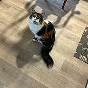 Mahi is registered to the contest to win money with this photo: animal, calico, cat, cute, domestic_cat, ears, flooring, fur, furniture, household, indoor, light, looking_up, mouth_open, pet, shadow, sitting, tail, whiskers, wooden_floor