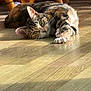 cat, tabby_cat, indoor, wooden_floor, sunlight, furniture, chair_legs, pet, animal, relaxed, stretching, green_eyes, fur, whiskers, paws, curious, close_up, domestic_cat, home, resting