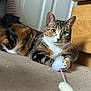 Belle joined the competition — help win amazing prizes! cat, tabby_cat, pet, indoor, toy_mouse, carpet, paw, green_eyes, feline, curious, playful, household, wooden_furniture, close_up, animal, domestic, mammal, whiskers, ears, relaxed