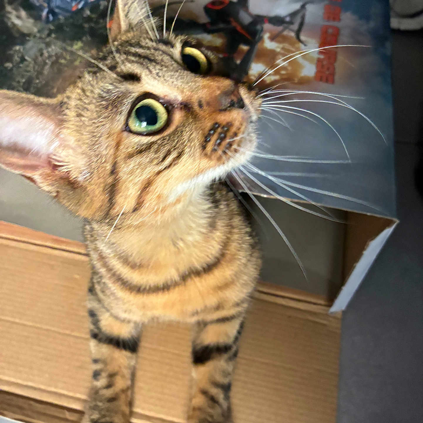 Astra participe au concours pour gagner de l'argent avec cette photo : cat, tabby, whiskers, cardboard_box, curious, indoor, close_up, feline, pet, wide_eyes, fur, ears, poster, floor, tile, brown, orange, black_stripes, looking_up, animal