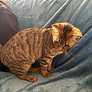 Astra a rejoint le concours — aidez-le/la à gagner de superbes lots ! cat, tabby, striped, pet, animal, feline, curious, indoor, blanket, soft, cozy, whiskers, ears, tail, paws, fur, mammal, cute, domestic, companion