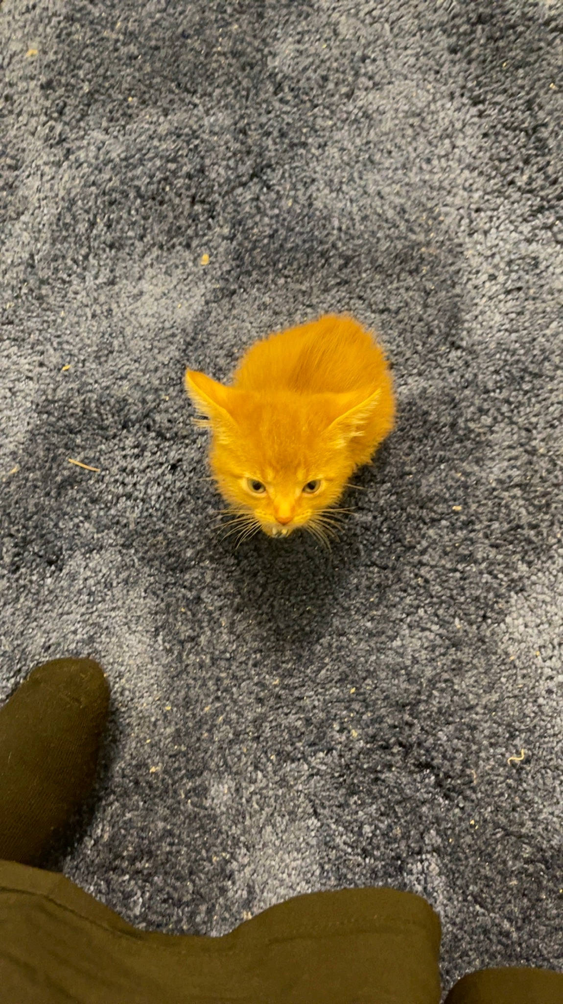 Findlay Fifth-street joined the competition — help win amazing prizes! asphalt, carnivore, concrete, fawn, felidae, flooring, fur, grass, grey, paw, road, road_surface, sand, sidewalk, small_to_medium_sized_cats, snout, soil, tail, tar, whiskers