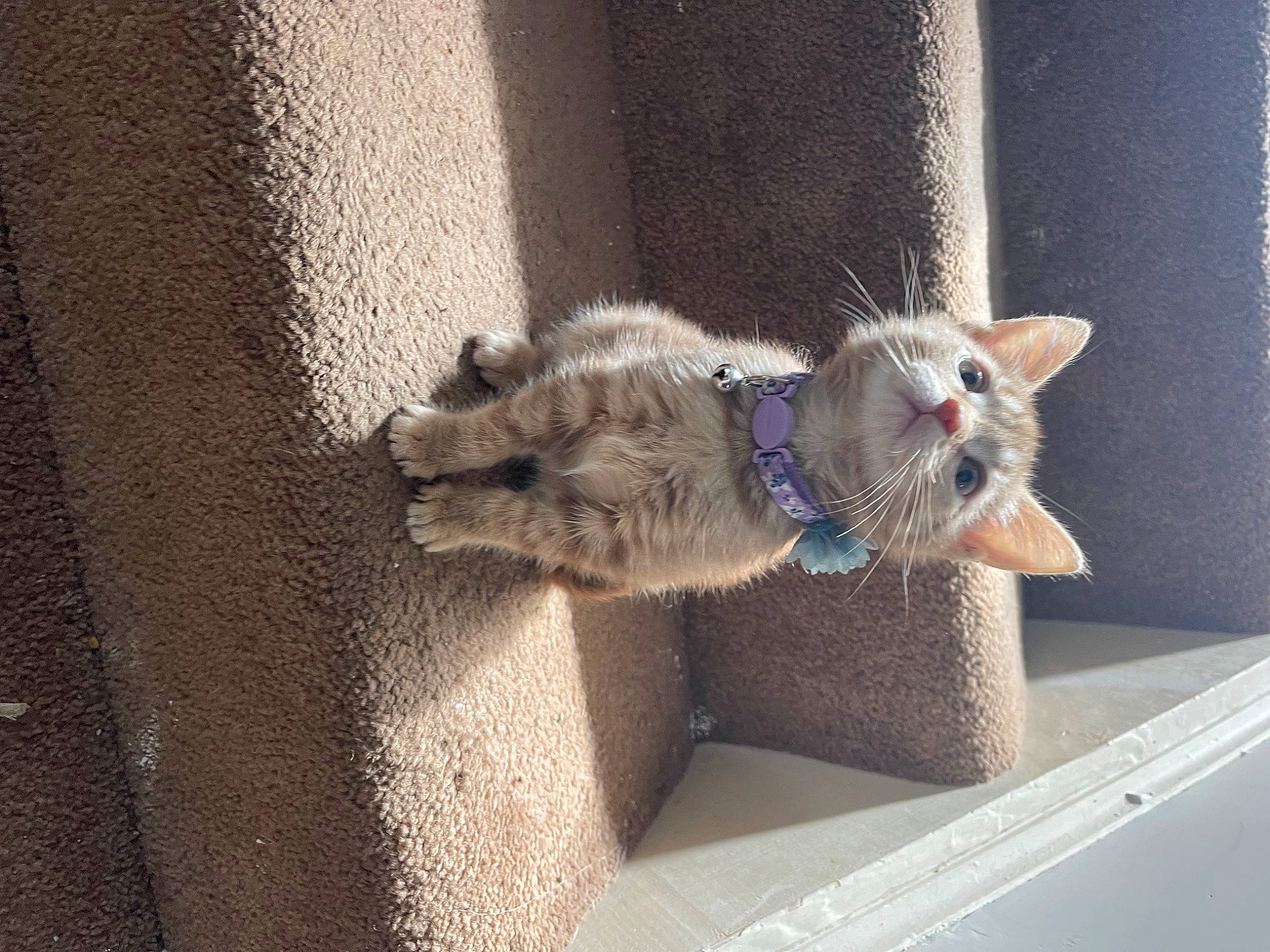 Findlay Fifth-street