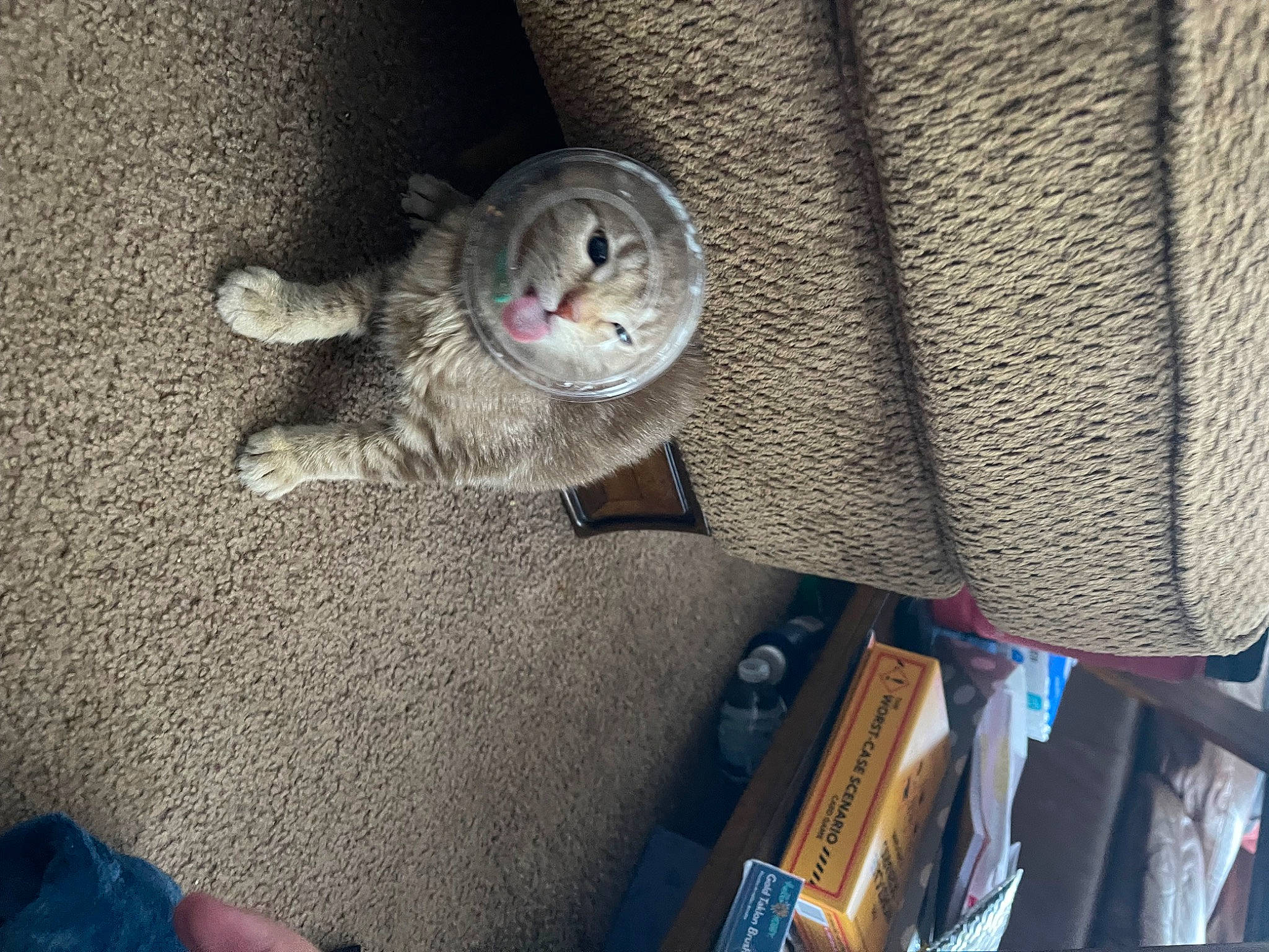 Findlay Fifth-street joined the competition — help win amazing prizes! auto_part, automotive_lighting, automotive_tire, carnivore, cat, denim, domestic_short_haired_cat, electric_blue, felidae, fur, grey, paw, small_to_medium_sized_cats, snout, tail, textile, vehicle, vehicle_door, whiskers, wood