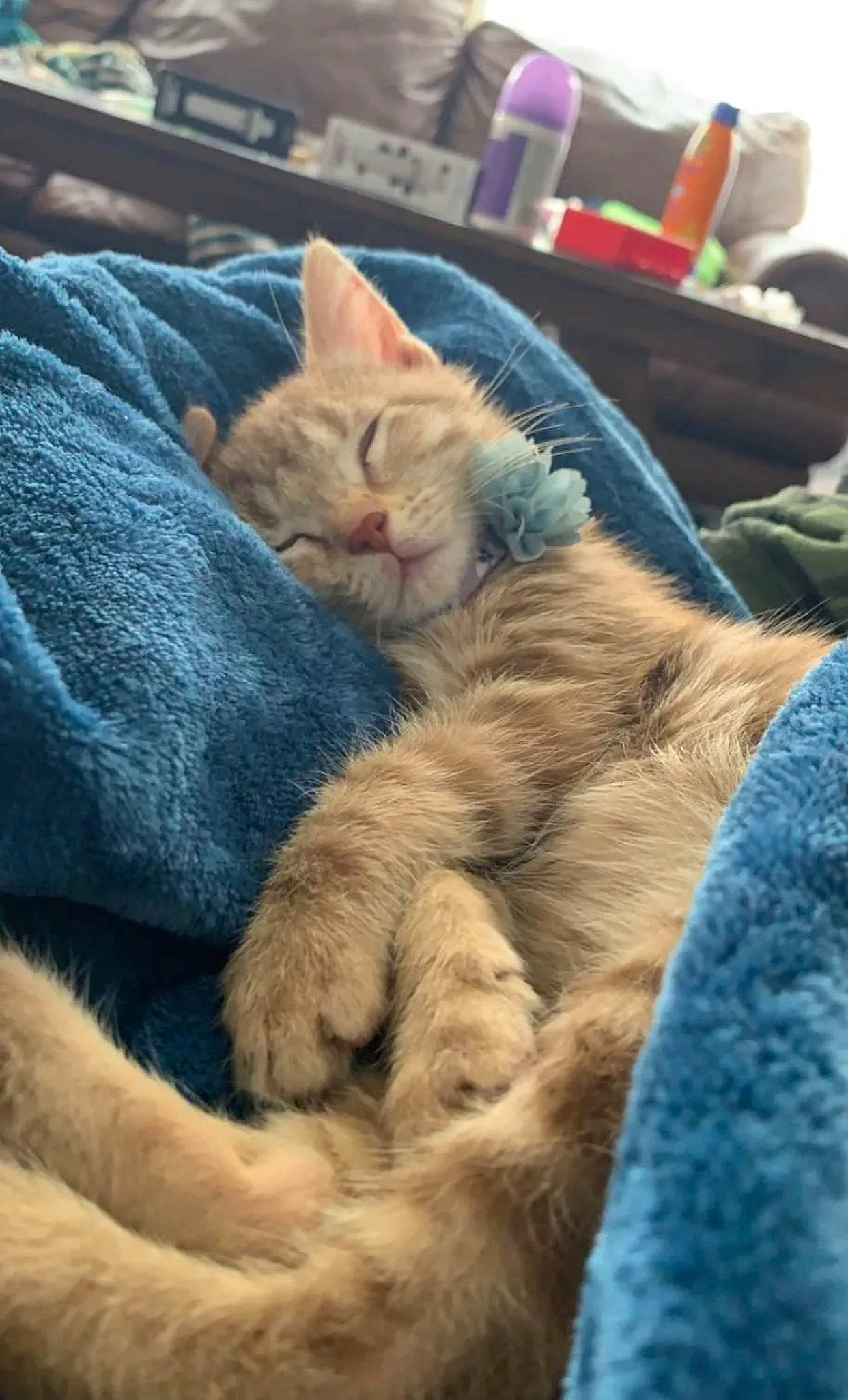 Findlay Fifth-street is registered to the contest to win money with this photo: carnivore, cat, claw, comfort, domestic_short_haired_cat, electric_blue, fawn, felidae, fur, linens, nap, paw, sleep, small_to_medium_sized_cats, snout, whiskers, wrinkle